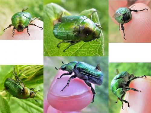 Réf. 185 803 : Anomala dubia